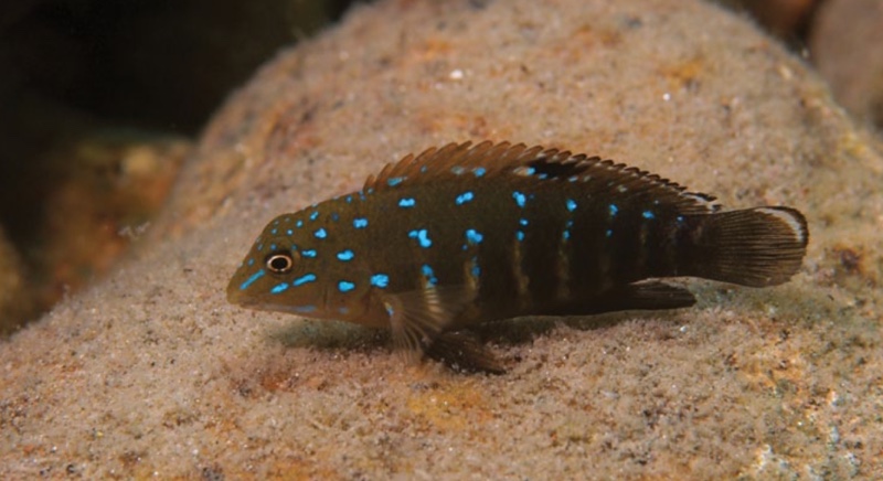 Tanganicodus irsacae 'Muzimu'